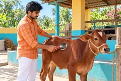 A dairy farmer brushes a red calf in a clean cattle shed.