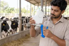 A young farmer checks a drench gun in a dairy shed, cattle behind him.