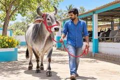 একজন তরুণ কৃষক লাল হল্টার আর দড়িতে একটি ধূসর ষাঁড়কে গোয়ালঘরের পাশ দিয়ে নিয়ে যাচ্ছেন।