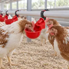 Poultry drinking cup, red: size (l x w x h) 10 x 6 x 4 cm. For poultry.